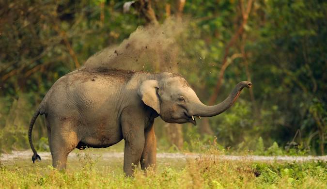 rajaji national park india	