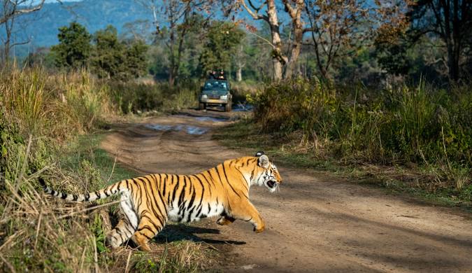 resort jim corbett national park