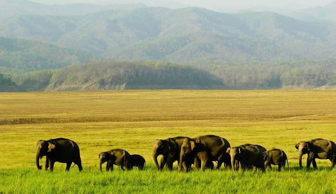 resort jim corbett national park	